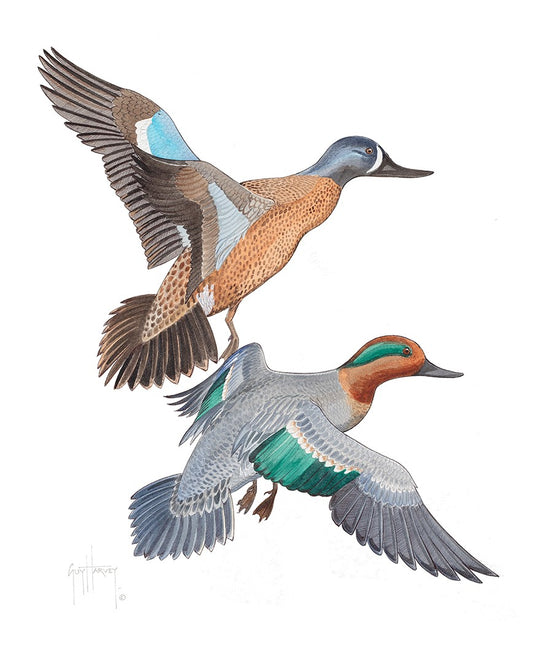 "Blue & Green Winged Teals" Original