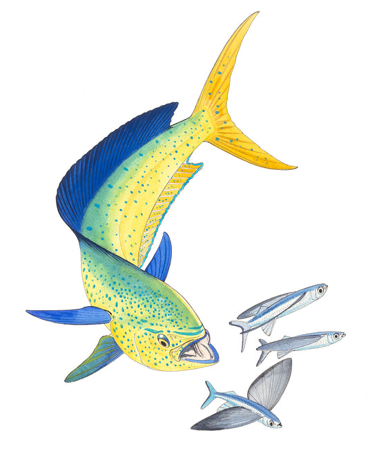 "Dolphin and Three Flyfish I" Original