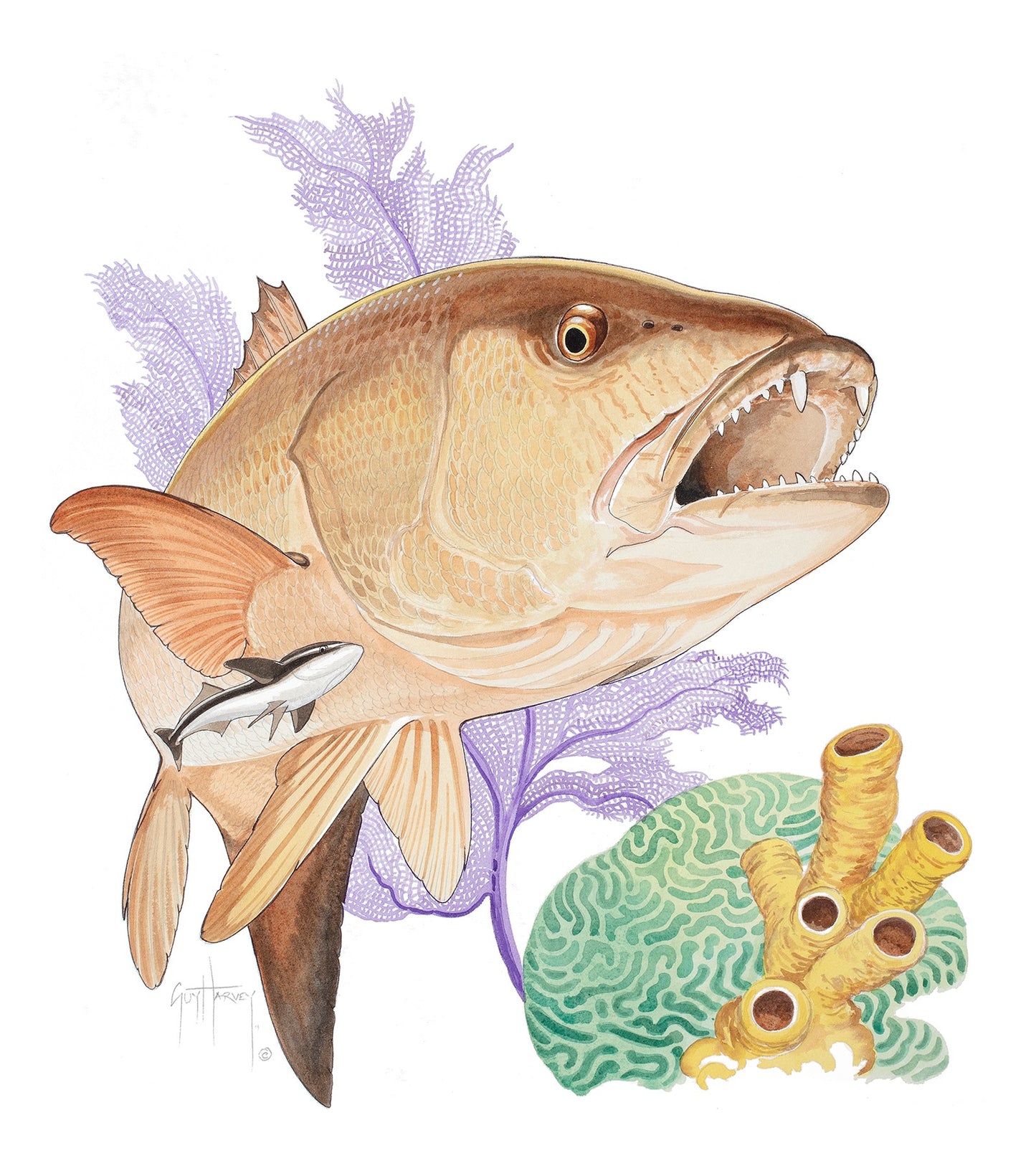 "Big Cubera Snapper" Original