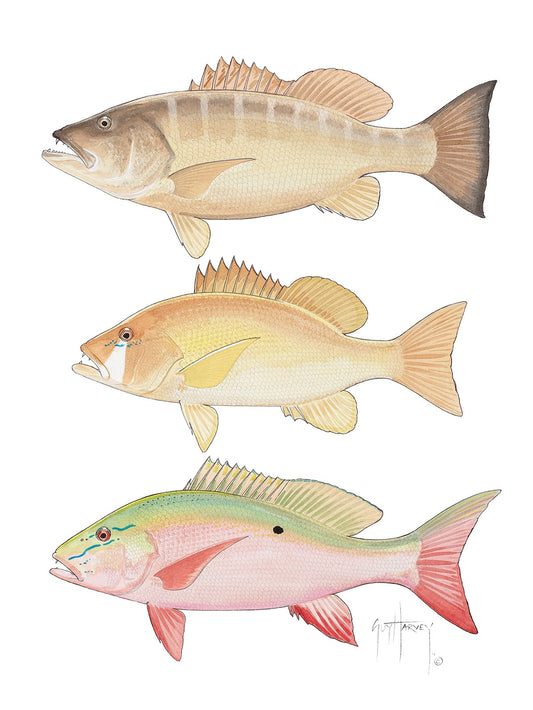 "Three Snapper" Original