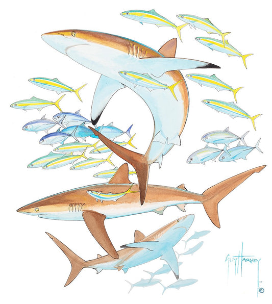 "Silky Sharks " Original