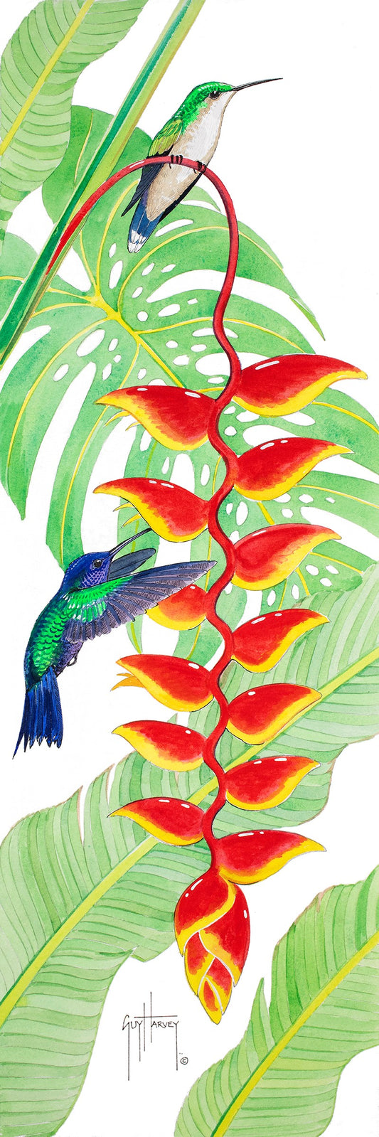 "Lobster Claw" Original