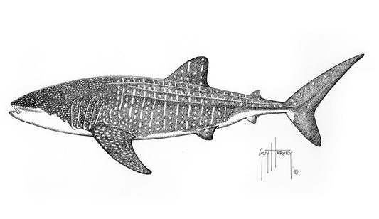 "Whale Shark Stipple" Original