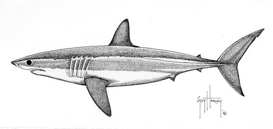 "Mako Shark Stipple" Original