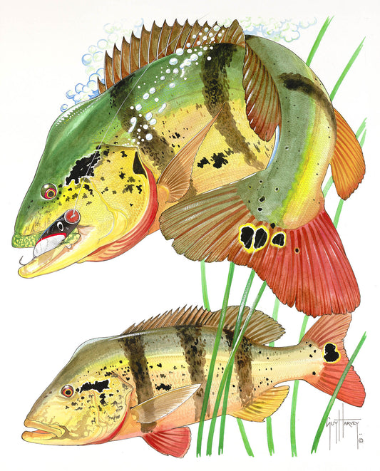 "Two Peacock Bass" Original