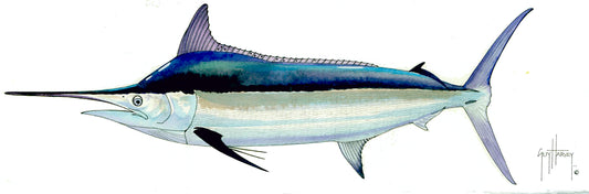 "Fotoo Black Marlin Male" Original