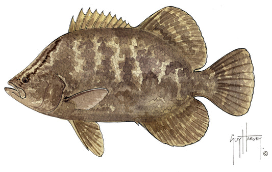 "Fotoo Tripletail" Original