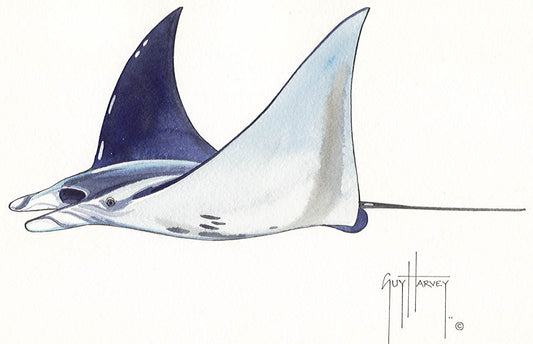 "Fotoo Pacific Manta Ray" Original