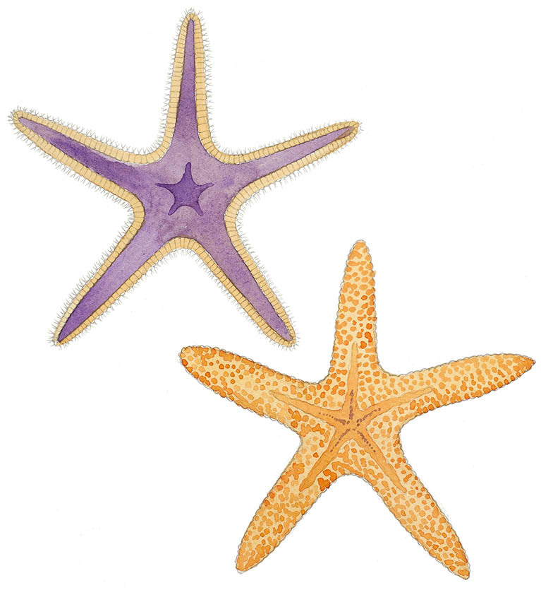 Two Starfish