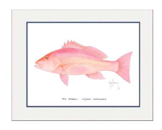 "Red Snapper" Grande Mini Print