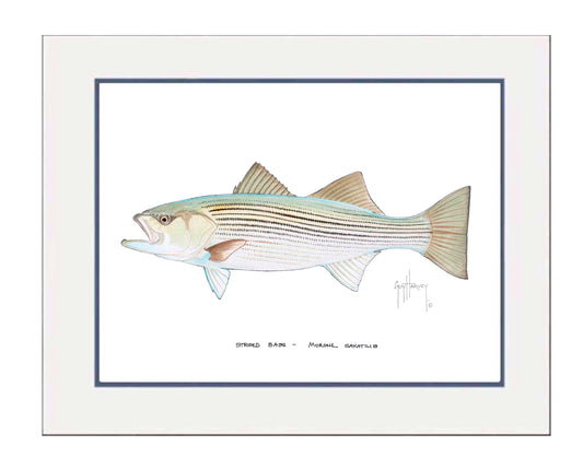 "Striped Bass" Grande Mini Print