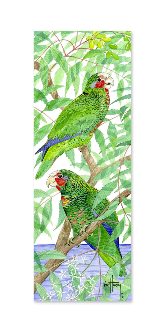 "Two Parrots" Limited Edition Print