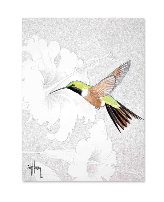 "Bahamas Woodstar" Limited Edition Print