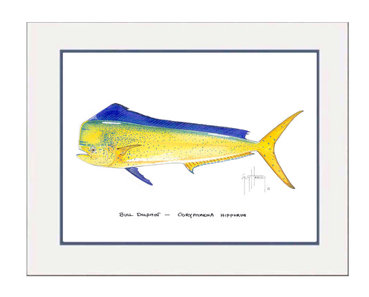"Bull Dolphin" Grande Mini Print
