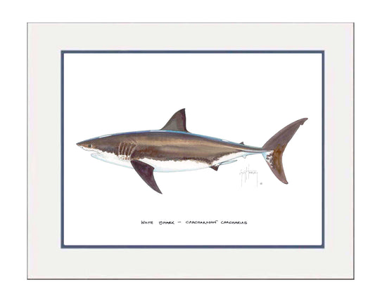 "White Shark" Grande Mini Print