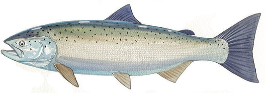FOTOO-ATLANTIC SALMON View 1