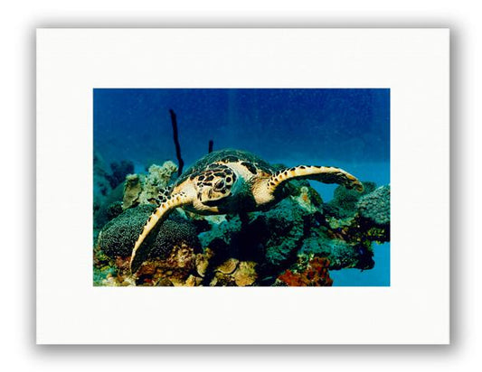 HAWKEYE PHOTO ART UNFRAMED View 1