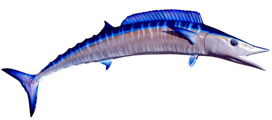 45 INCH WAHOO View 1