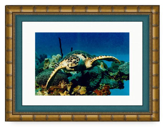 HAWKEYE PHOTO ART FRAMED View 1