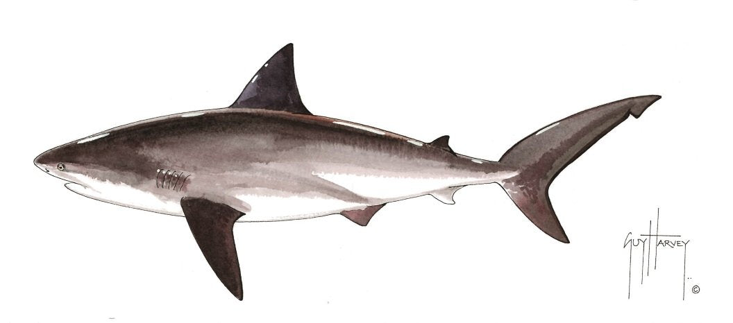 bull shark drawings