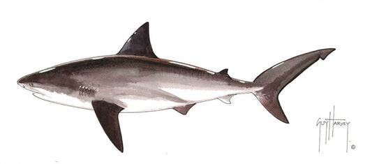 FOTOO BULL SHARK View 1