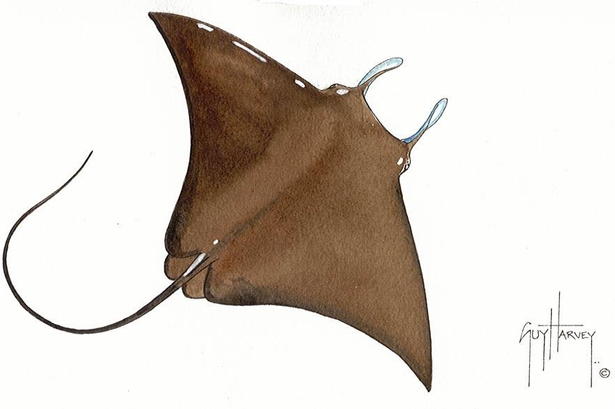 FOTOO-DEVIL RAY View 1