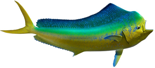 46 INCH DOLPHIN View 1