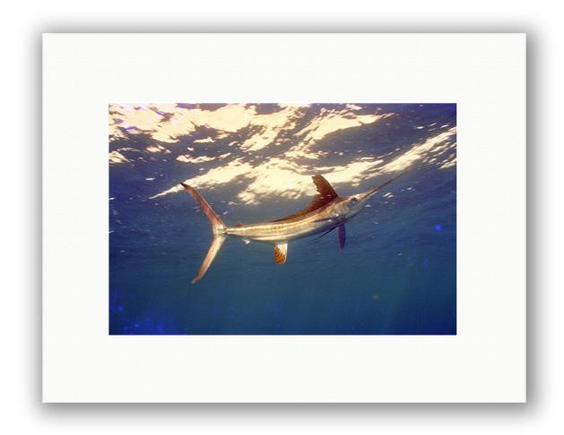 WHITETAIL PHOTO ART UNFRAMED View 1