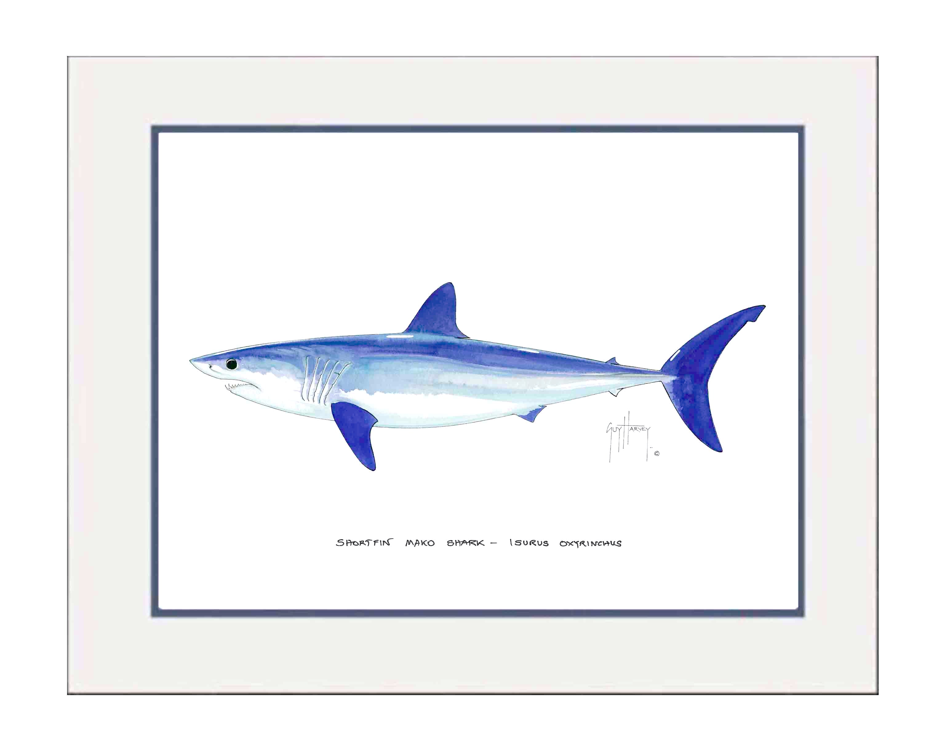 shortfin mako shark drawing