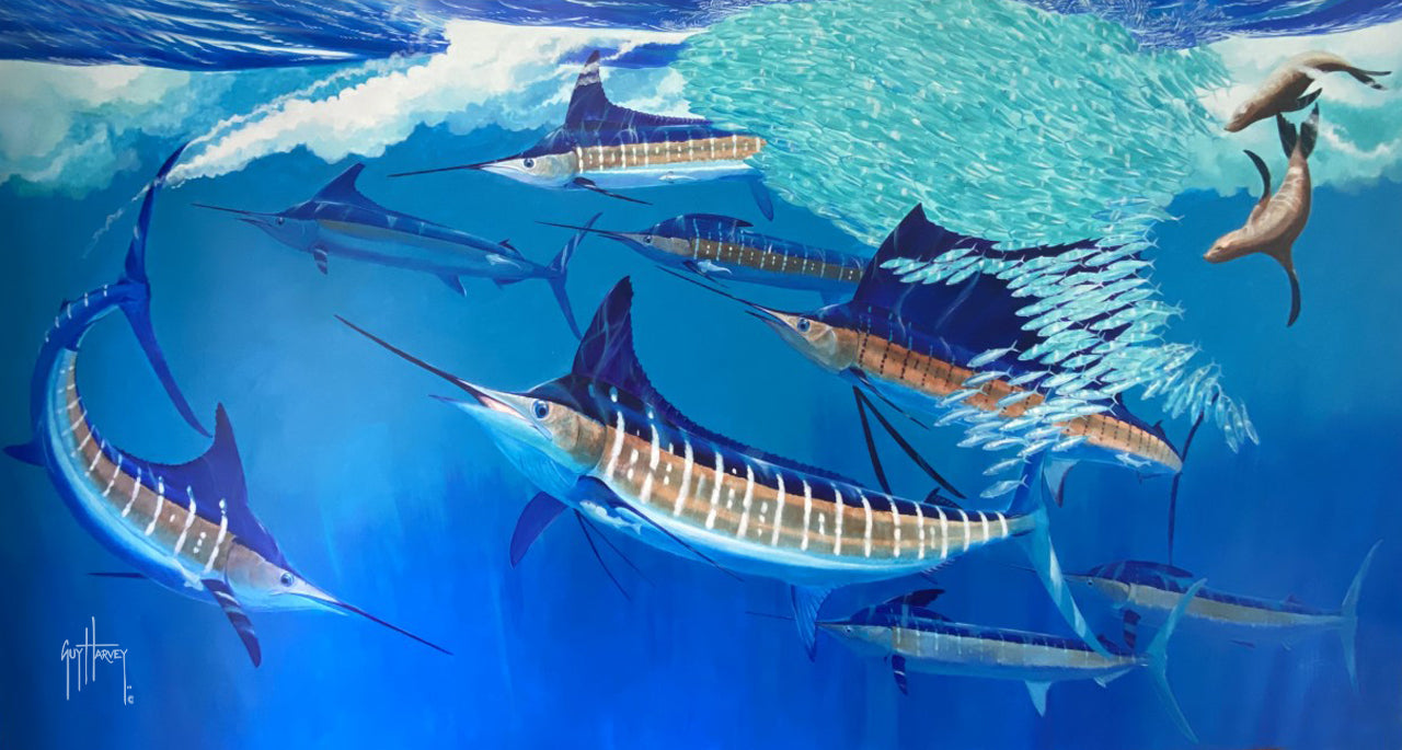 Cabo Carnival View 1