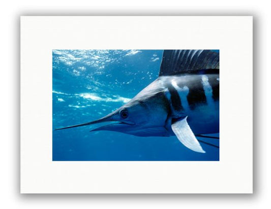STRIPED MARLIN PHOTO ART UNFRAMED View 1