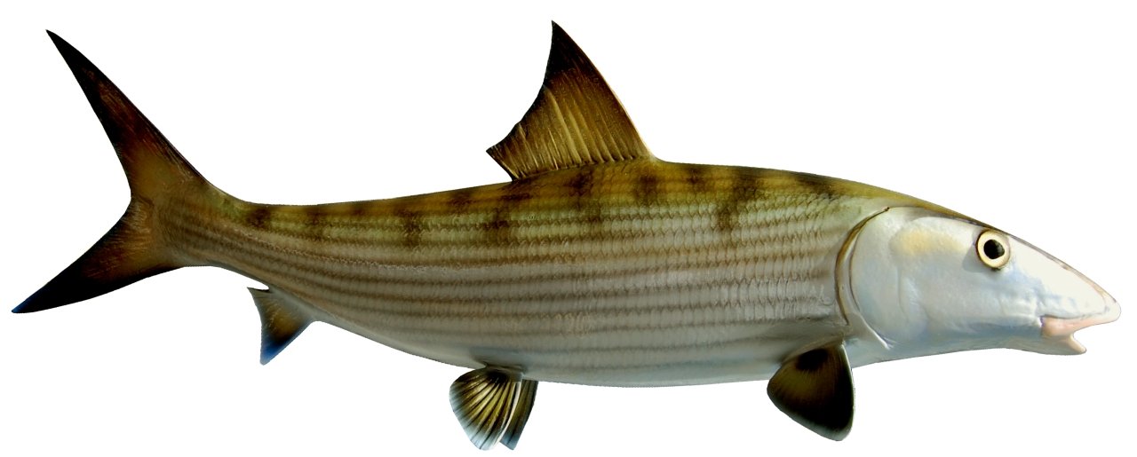 23 INCH BONEFISH View 1