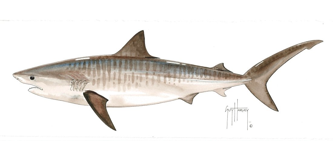 FOTOO-TIGER SHARK View 1