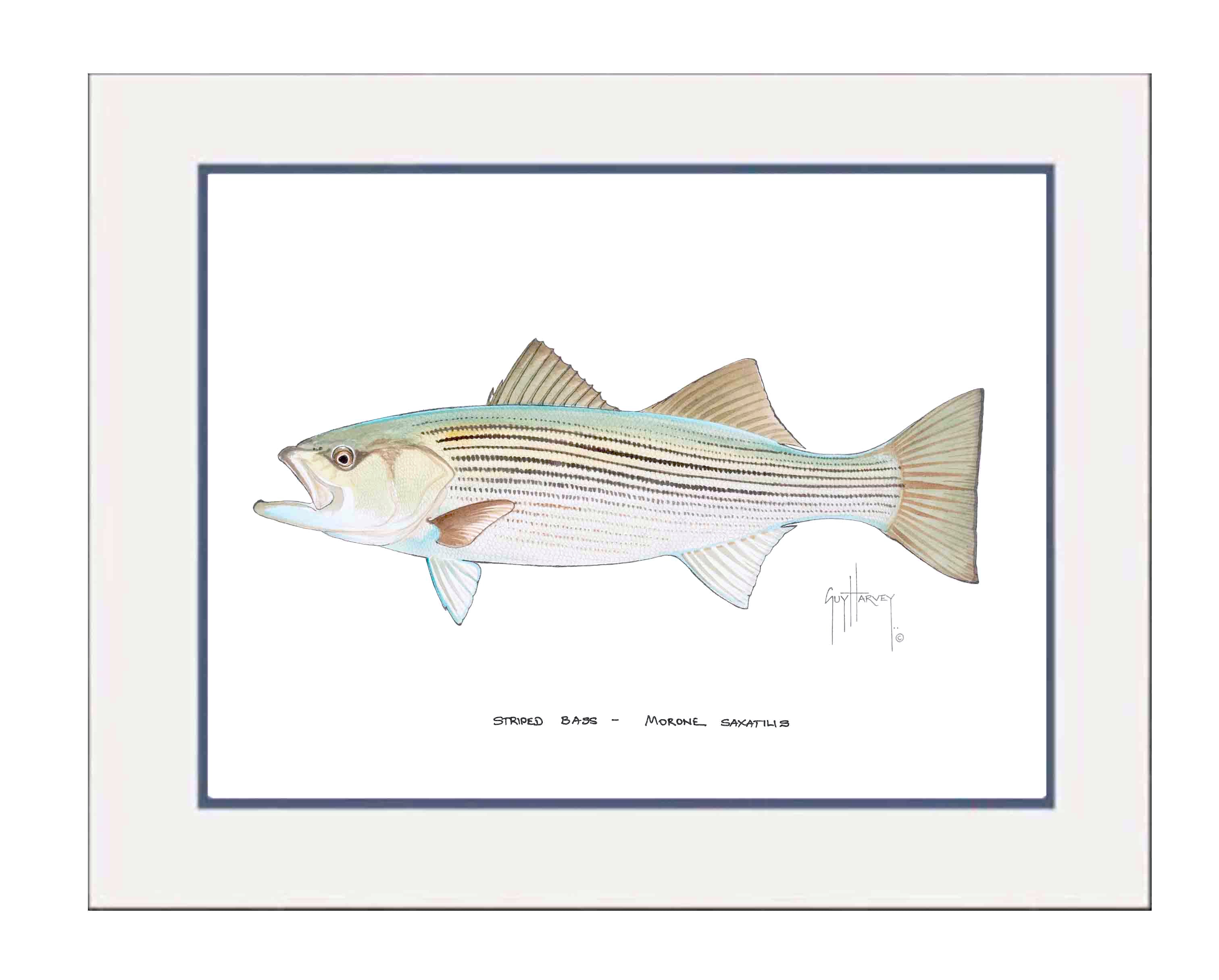 Striped Bass Mini Print – Guy Harvey