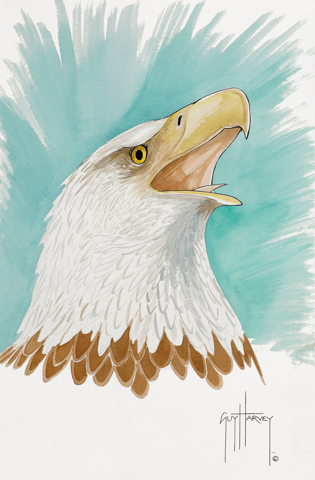 Bald Eagle Torso View 1