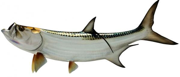 54 INCH TARPON View 1