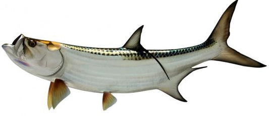 54 INCH TARPON View 1