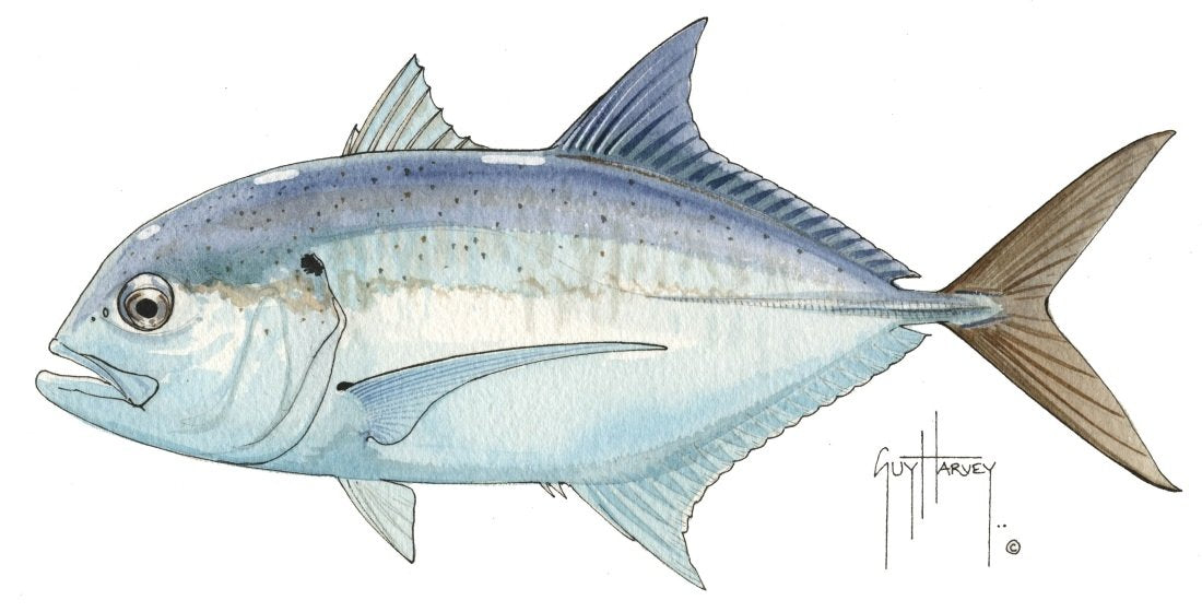 FOTOO GIANT TREVALLY View 1