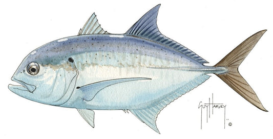 FOTOO GIANT TREVALLY View 1