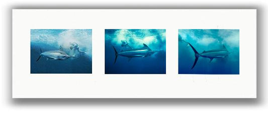 EXPEDITION BLACK MARLIN TRIPTYCH PHOTO ART UNFRAMED View 1