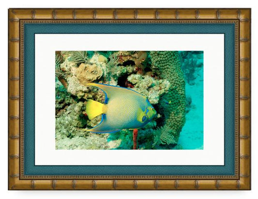 ANGEL REEF PHOTO ART FRAMED View 1
