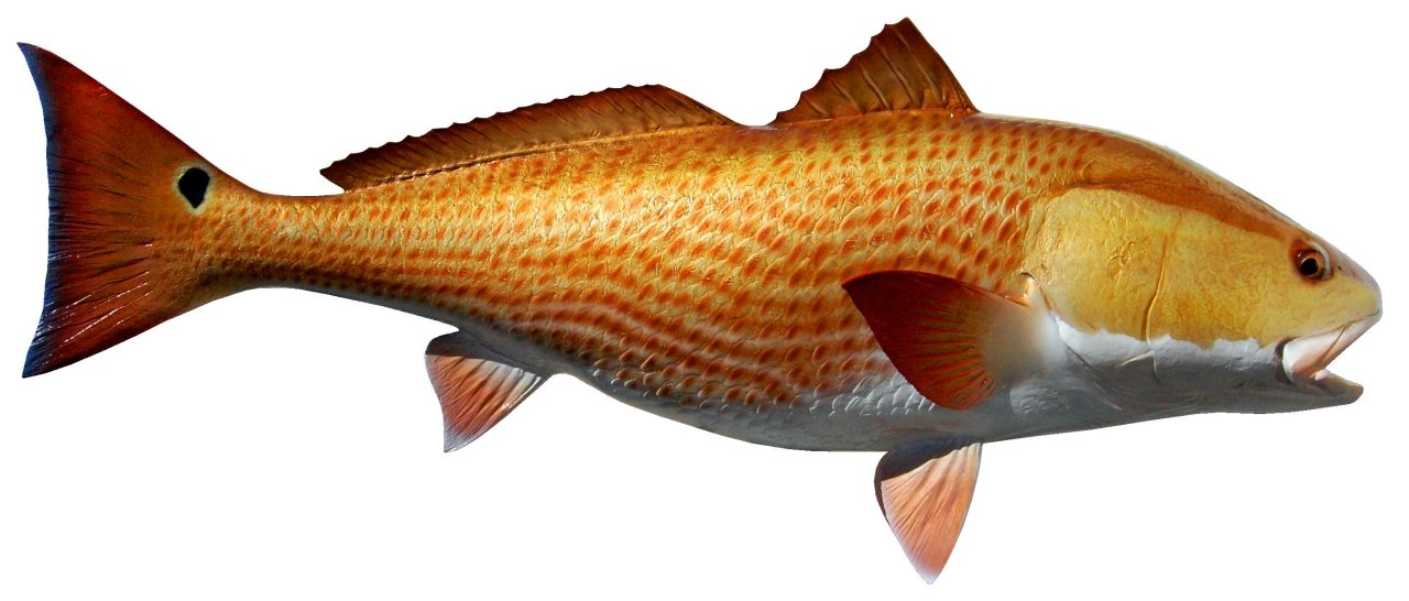 40 INCH REDFISH View 1