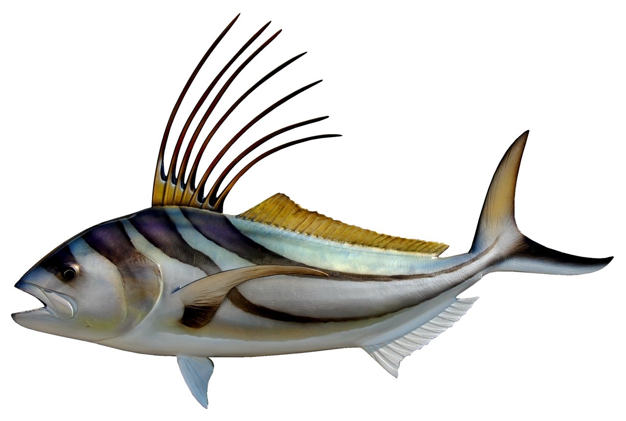 30 INCH ROOSTERFISH View 1