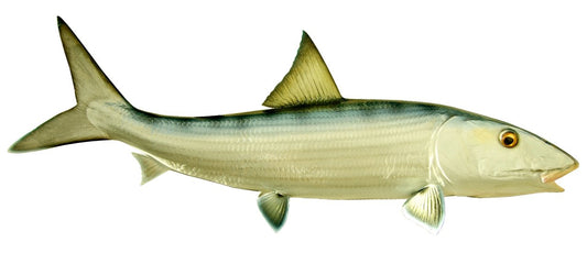 29 INCH BONEFISH View 1