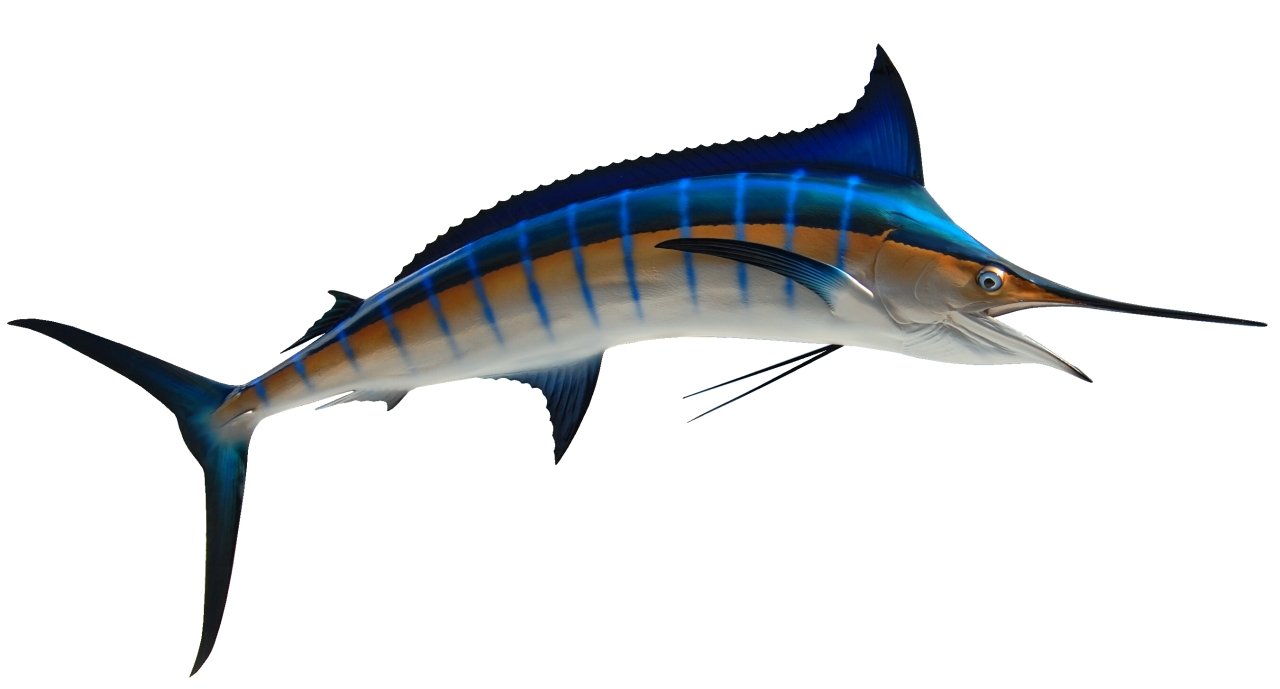 Pelagic Youth Game Fish Marlin