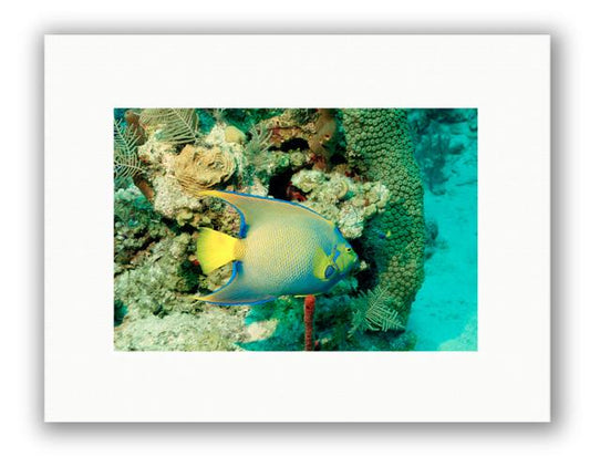 ANGEL REEF PHOTO ART UNFRAMED View 1