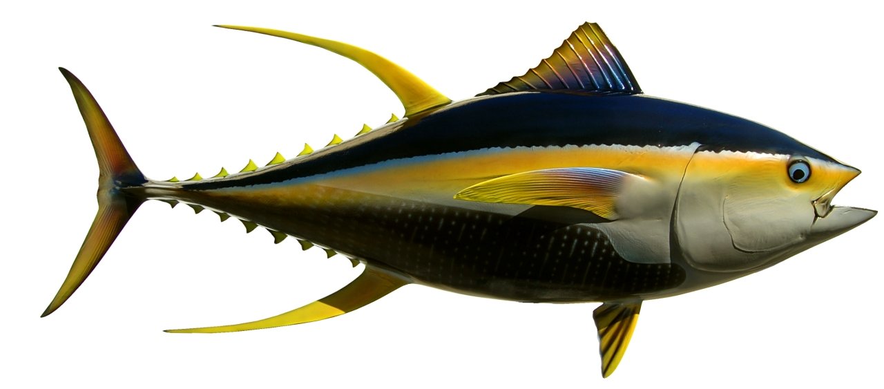 66 INCH YELLOWFIN TUNA View 1
