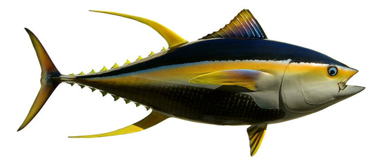 66 INCH YELLOWFIN TUNA View 1