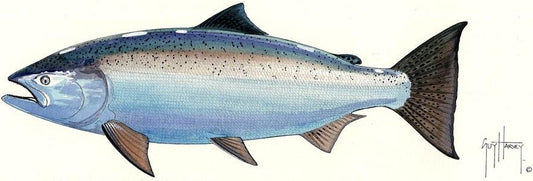 FOTOO CHINOOK SALMON View 1