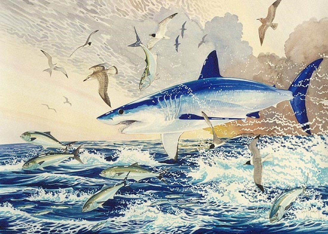 Guy harvey shark 2025 art